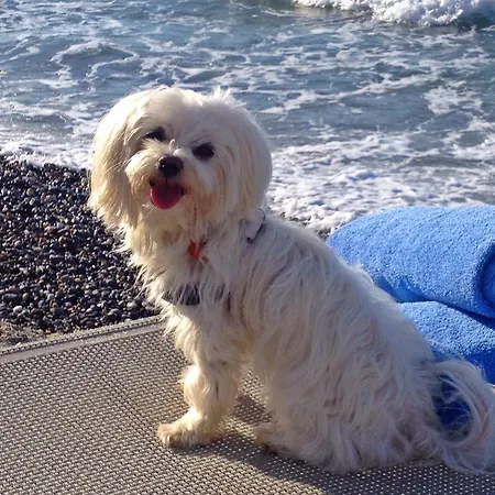 فندق Filoxenia 2*